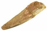 Fossil Spinosaurus Tooth - Real Dinosaur Tooth #347151-1